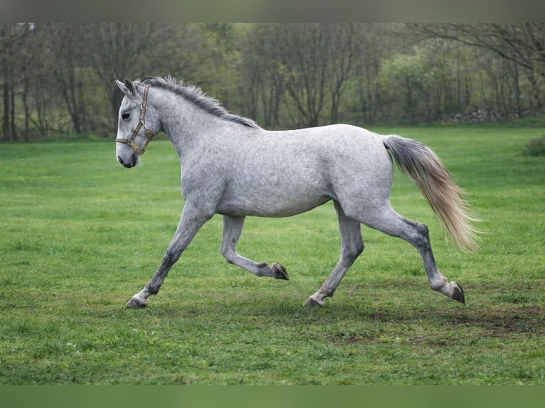Lipizzaner Ruin 2 Jaar 153 cm Schimmel in Kozina
