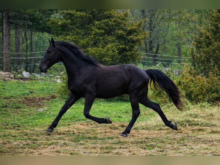 Lipizzaner Ruin 2 Jaar 153 cm Zwart in Kozina