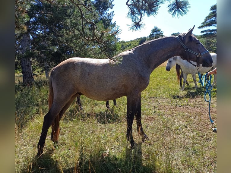 Lipizzaner Ruin 2 Jaar 155 cm Schimmel in KOZINA