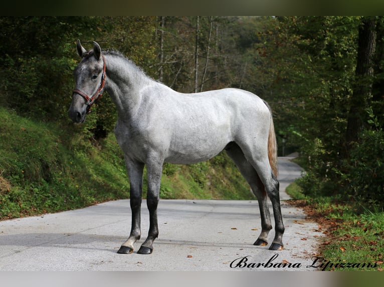 Lipizzaner Ruin 2 Jaar 156 cm Schimmel in Radovljica