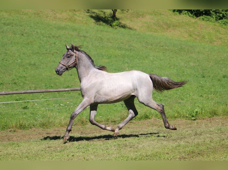 Lipizzaner Ruin 2 Jaar 156 cm Schimmel in Radovljica