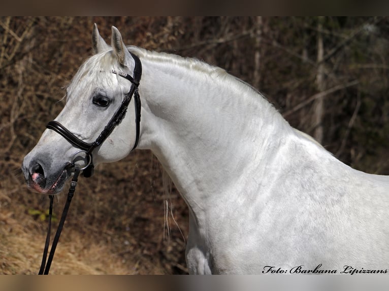 Lipizzaner Ruin 2 Jaar 156 cm Schimmel in Radovljica