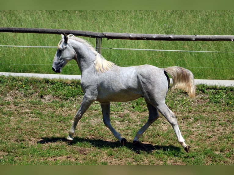 Lipizzaner Ruin 2 Jaar 158 cm Schimmel in Radovljica