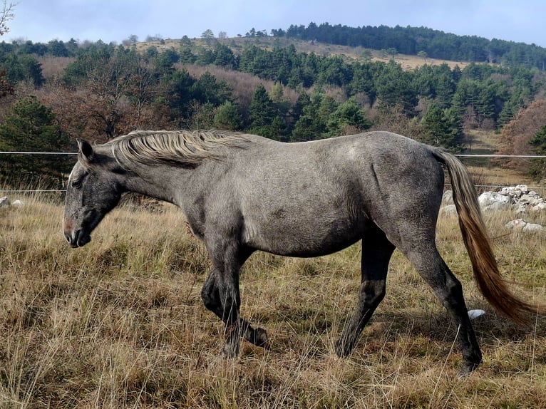 Lipizzaner Ruin 3 Jaar 155 cm Schimmel in KOZINA