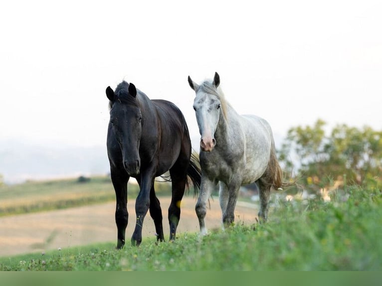 Lipizzaner Ruin 4 Jaar 147 cm Schimmel in Ptuj