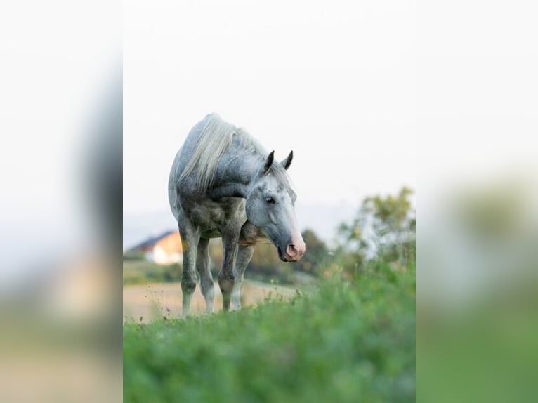 Lipizzaner Ruin 4 Jaar 147 cm Schimmel in Ptuj