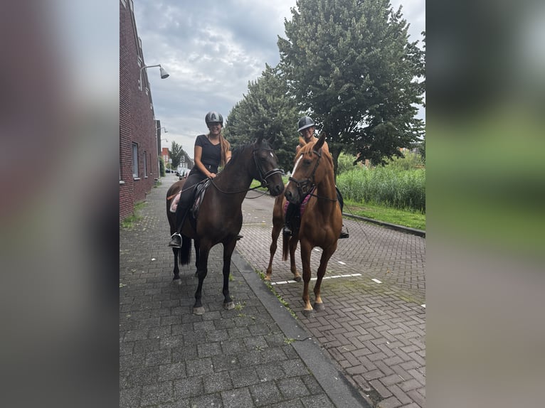 Lipizzaner Ruin 4 Jaar 151 cm Donkerbruin in Nijkerk