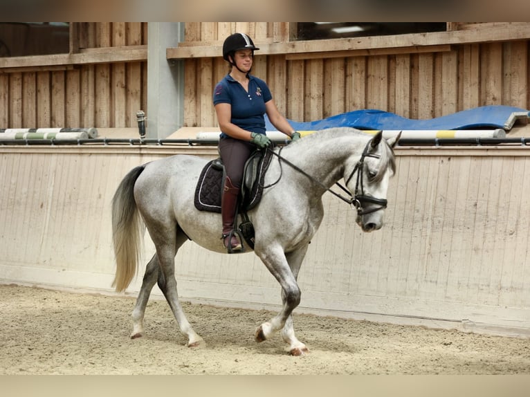 Lipizzaner Ruin 4 Jaar 153 cm in Bad V&#xF6;slau