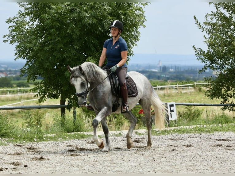 Lipizzaner Ruin 4 Jaar 153 cm in Bad V&#xF6;slau