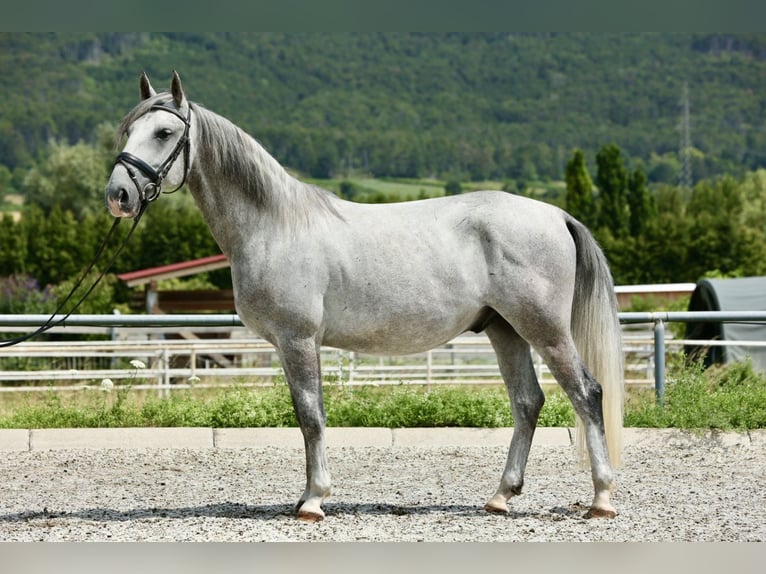 Lipizzaner Ruin 4 Jaar 153 cm in Bad V&#xF6;slau