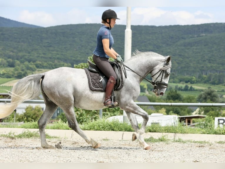 Lipizzaner Ruin 4 Jaar 153 cm in Bad V&#xF6;slau