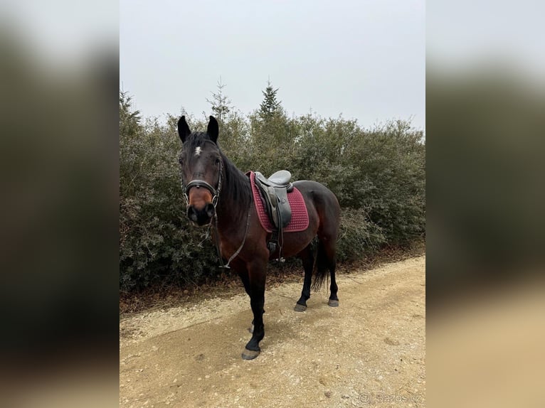 Lipizzaner Ruin 4 Jaar 155 cm Bruin in Krhovice