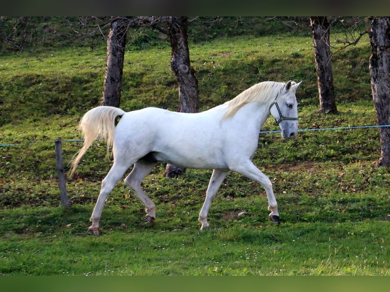 Lipizzaner Ruin 4 Jaar 155 cm Schimmel in radovljica