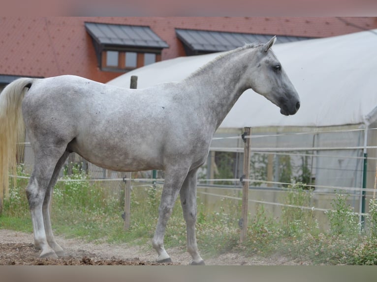 Lipizzaner Ruin 4 Jaar 156 cm Schimmel in Ptuj