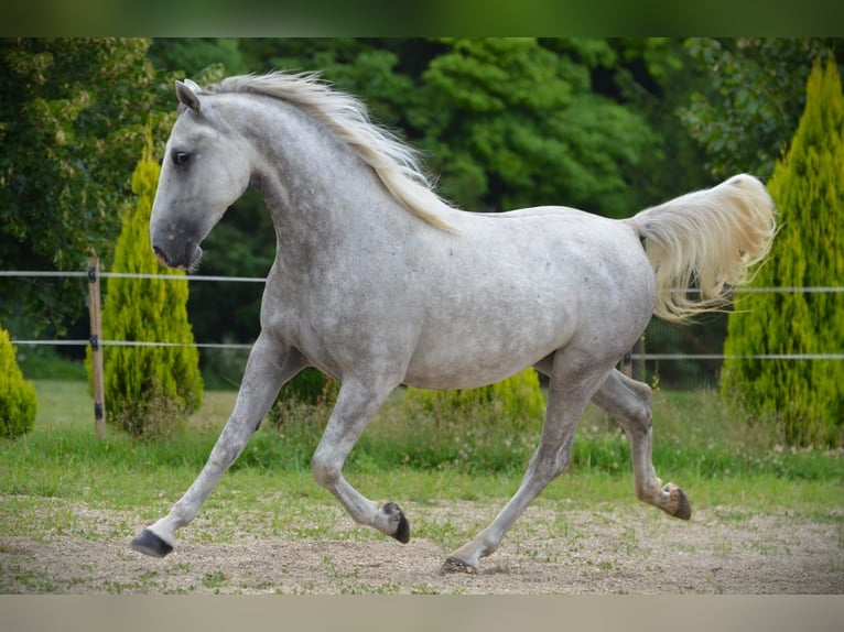 Lipizzaner Ruin 4 Jaar 156 cm Schimmel in Ptuj