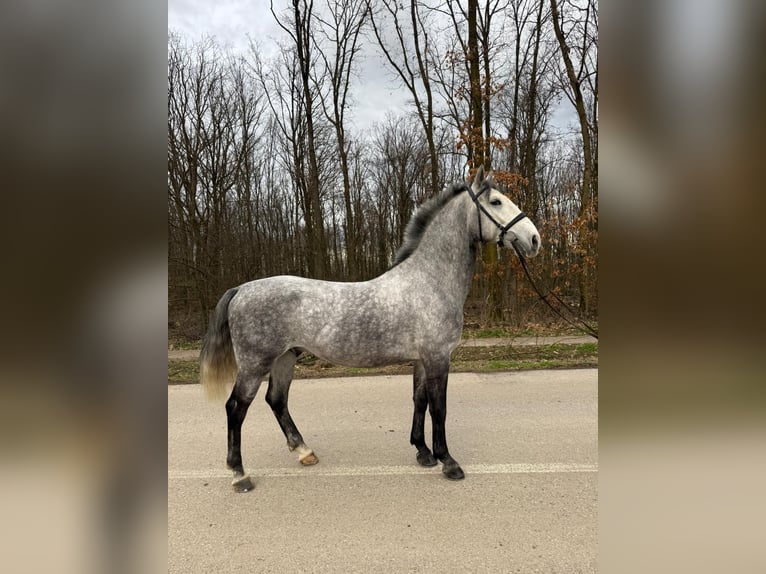 Lipizzaner Ruin 4 Jaar 158 cm Schimmel in Strizivojna