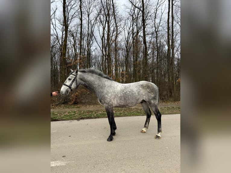 Lipizzaner Ruin 4 Jaar 158 cm Schimmel in Strizivojna