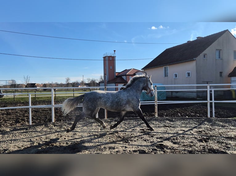 Lipizzaner Ruin 4 Jaar 158 cm Schimmel in Strizivojna