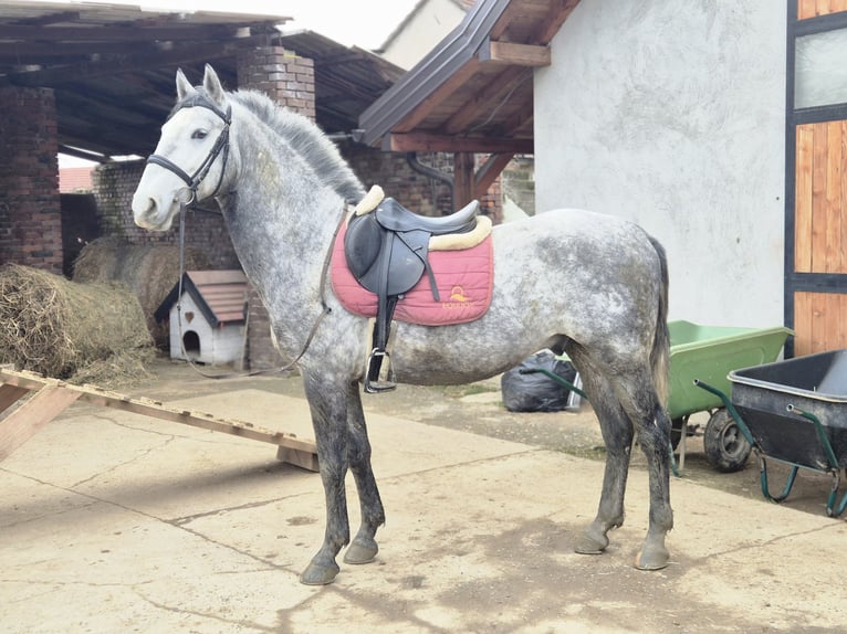 Lipizzaner Ruin 4 Jaar 160 cm Schimmel in Strizivojna