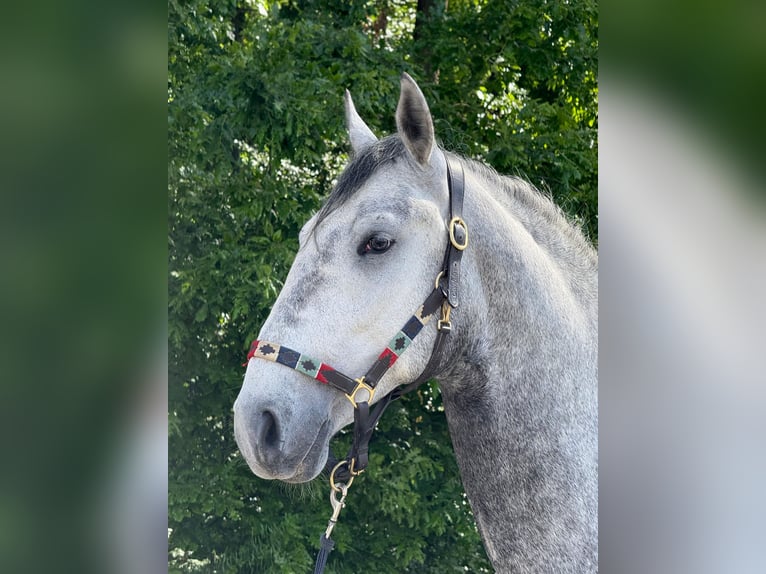 Lipizzaner Ruin 4 Jaar 160 cm Schimmel in Strizivojna