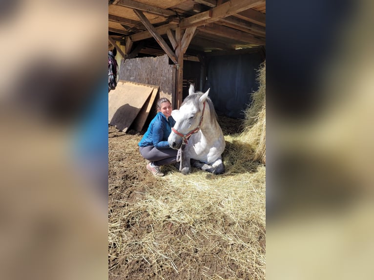 Lipizzaner Ruin 4 Jaar 163 cm Schimmel in Nürnberg