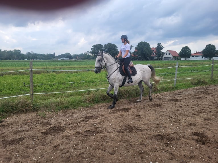 Lipizzaner Ruin 4 Jaar 163 cm Schimmel in Nürnberg