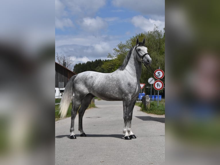 Lipizzaner Ruin 4 Jaar 165 cm Appelschimmel in Arnstorf