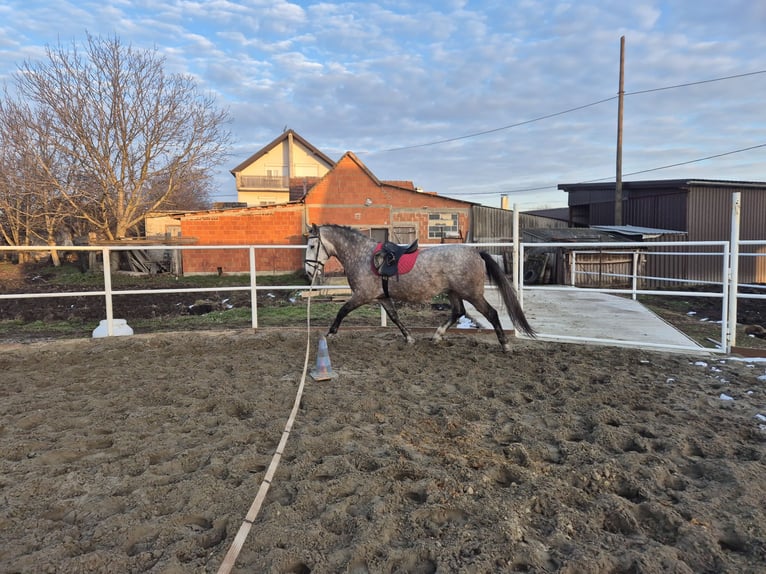 Lipizzaner Ruin 4 Jaar 165 cm Schimmel in Strizivojna