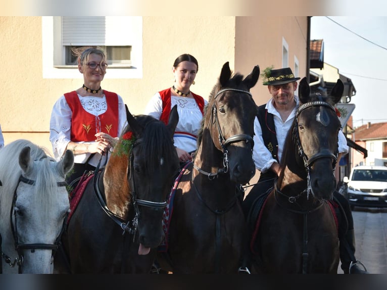 Lipizzaner Ruin 4 Jaar 165 cm Zwart in Rešetari