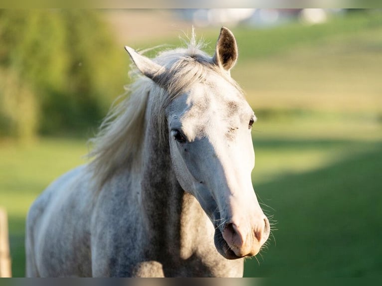 Lipizzaner Ruin 5 Jaar 147 cm Schimmel in Ptuj