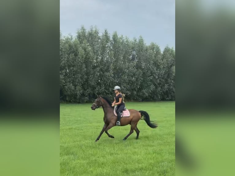 Lipizzaner Ruin 5 Jaar 151 cm Donkerbruin in Nijkerk