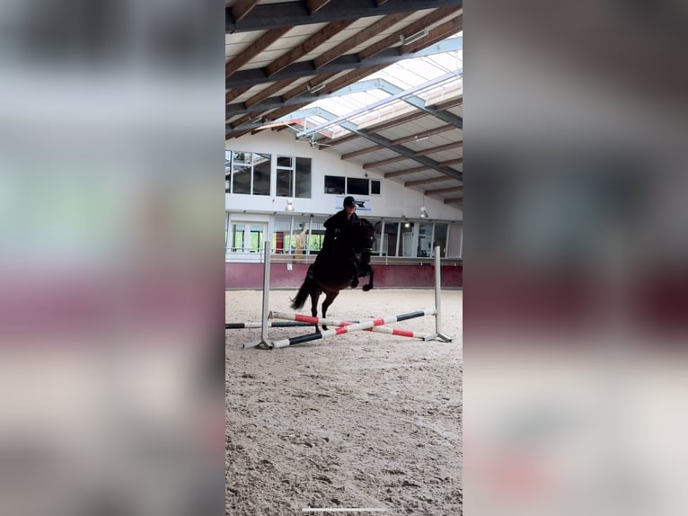 Lipizzaner Ruin 5 Jaar 151 cm Donkerbruin in Nijkerk