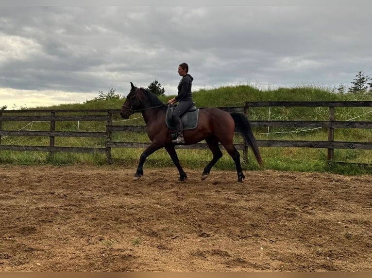 Lipizzaner Ruin 5 Jaar 155 cm Bruin in Krhovice