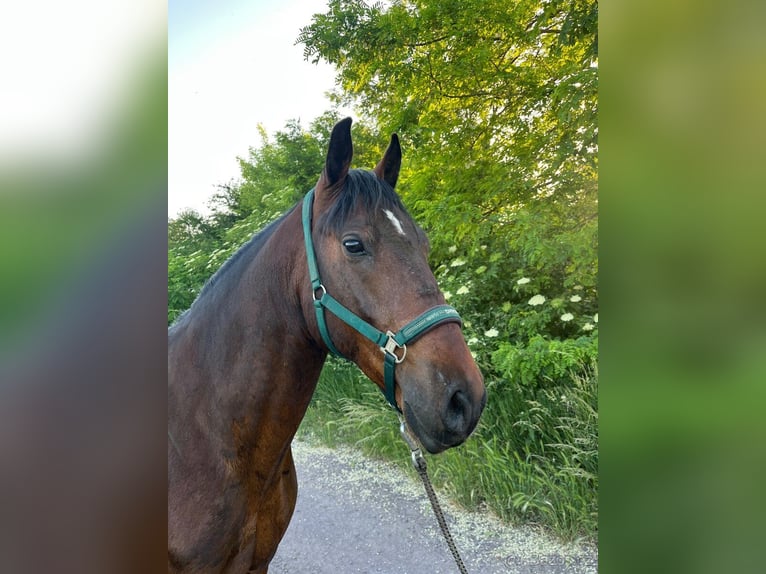 Lipizzaner Ruin 5 Jaar 155 cm Bruin in Krhovice
