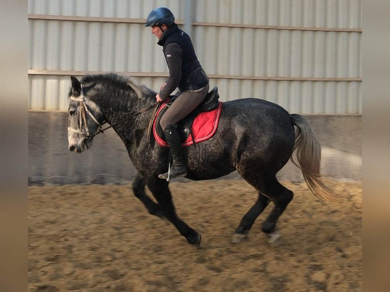 Lipizzaner Ruin 5 Jaar 160 cm Zwartschimmel in Buttstädt