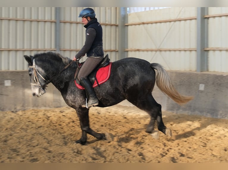 Lipizzaner Ruin 5 Jaar 160 cm Zwartschimmel in Buttstädt