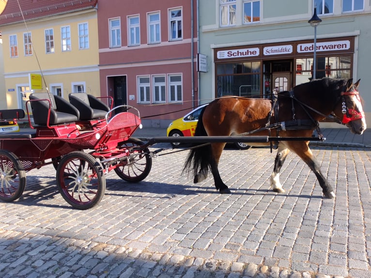 Lipizzaner Mix Ruin 6 Jaar 160 cm Appelschimmel in Buttstädt