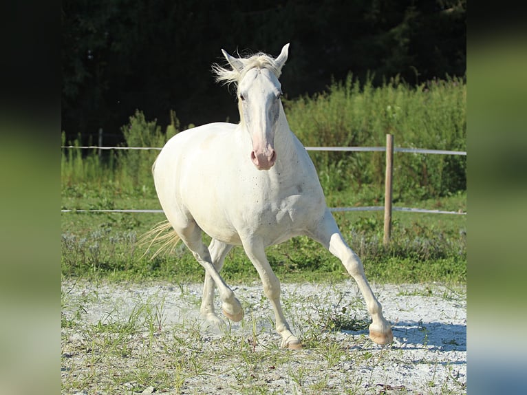 Lipizzaner Ruin 6 Jaar 163 cm Schimmel in Weitersfeld an der Mur