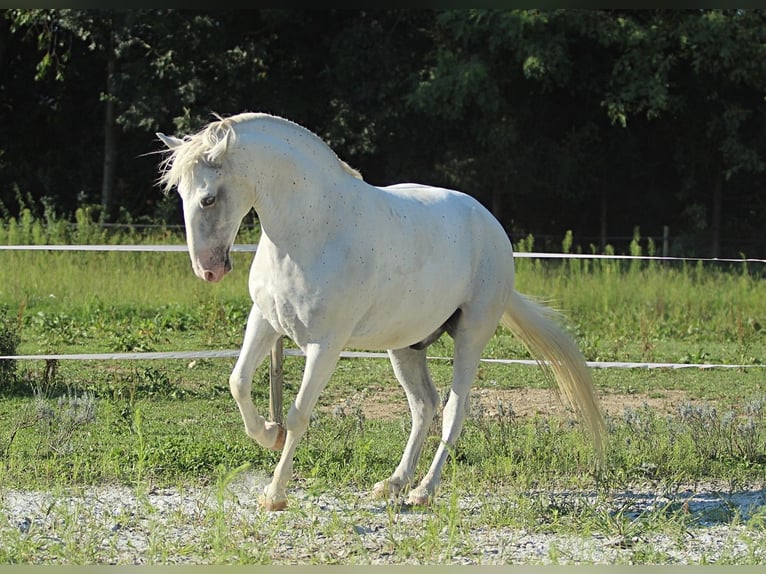 Lipizzaner Ruin 6 Jaar 163 cm Wit in LichendorfWeitersfeld an der Mur