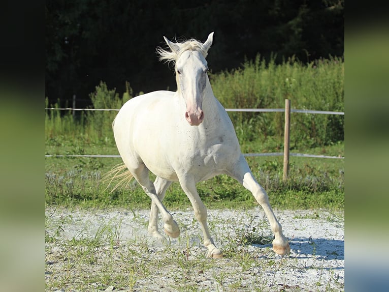 Lipizzaner Ruin 6 Jaar 163 cm Wit in LichendorfWeitersfeld an der Mur