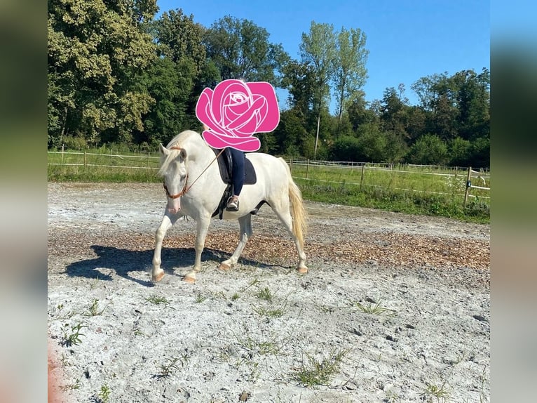 Lipizzaner Ruin 6 Jaar 163 cm Wit in LichendorfWeitersfeld an der Mur