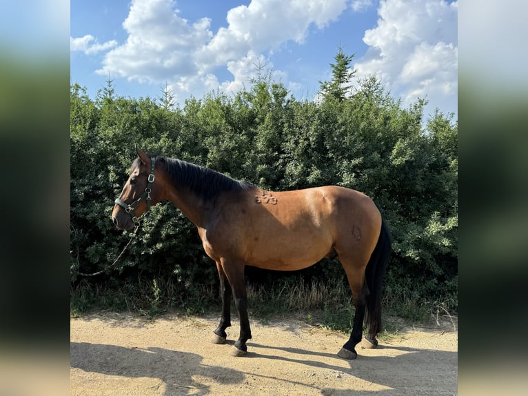 Lipizzaner Ruin 7 Jaar 155 cm Bruin in Krhovice