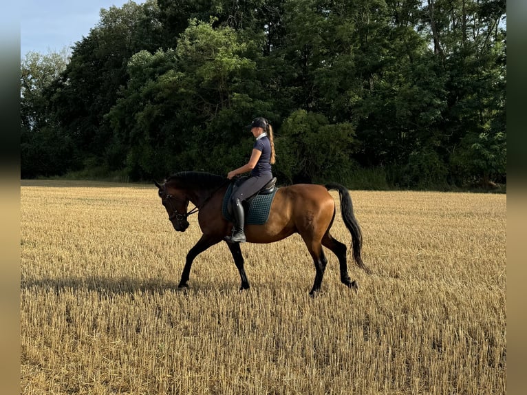 Lipizzaner Ruin 7 Jaar 155 cm Bruin in Krhovice