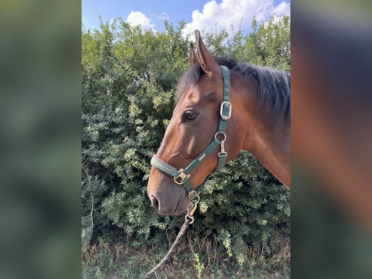 Lipizzaner Ruin 7 Jaar 155 cm Bruin in Krhovice