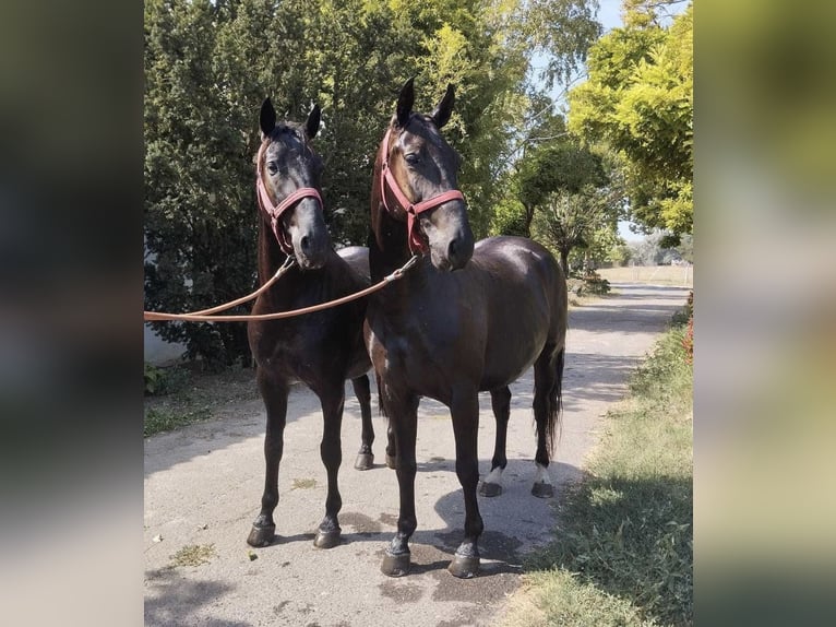 Lipizzaner Ruin 7 Jaar 158 cm Donkerbruin in Tass