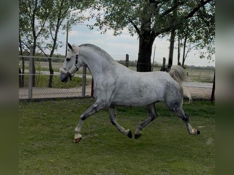 Lipizzaner Mix Ruin 7 Jaar 160 cm Wit in Tass
