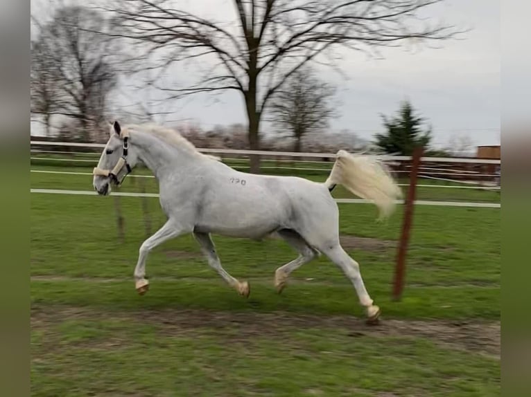 Lipizzaner Mix Ruin 7 Jaar 160 cm Wit in Tass