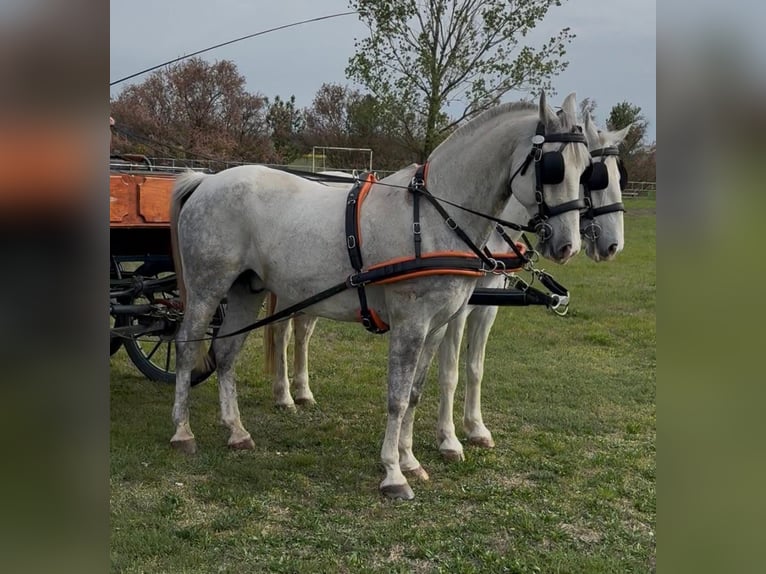 Lipizzaner Mix Ruin 7 Jaar 160 cm Wit in Tass