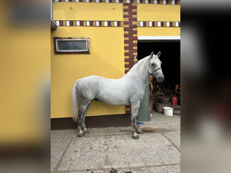 Lipizzaner Ruin 7 Jaar 163 cm Schimmel in Velika Kopanica