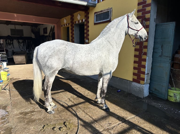 Lipizzaner Ruin 7 Jaar 163 cm Schimmel in Velika Kopanica